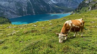 Oeschinensee 1580 m Rando 2020