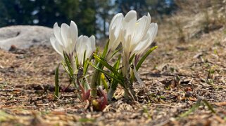 Crocus - Biosphère de l'Entlebuch Rando 2021