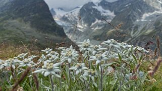 Edelweiss - Bricola Rando 2021