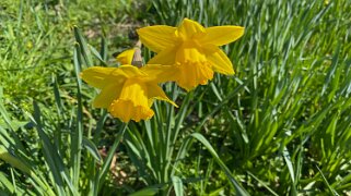 Jonquilles - Blonay Rando 2021