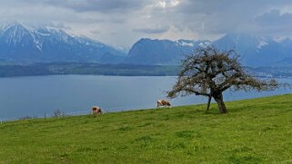 Lac de Thoune Rando 2021