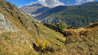 Oberaletsch Rando 2021