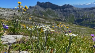 Edelweiss - Le Liapey de Miex Rando 2021