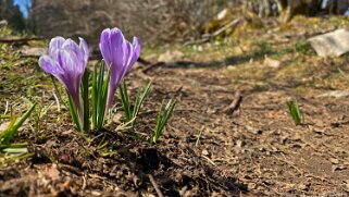 Crocus - Col de la Vue des Alpes Rando 2021