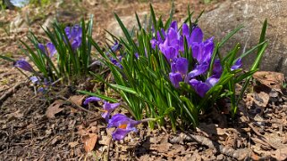 Crocus - Col de la Vue des Alpes Rando 2021