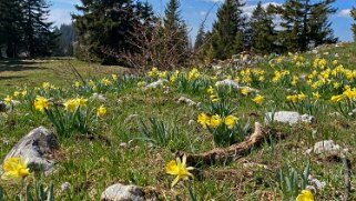 Jonquilles - Tête de Ran Rando 2021