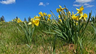 Jonquilles - Tête de Ran Rando 2021