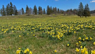 Jonquilles - Tête de Ran Rando 2021