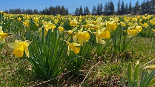 Jonquilles - Tête de Ran Rando 2021