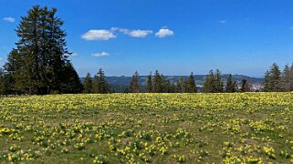 Jonquilles - Tête de Ran Rando 2021