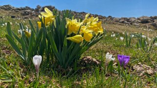 Jonquilles et crocus - Tête de Ran Rando 2021