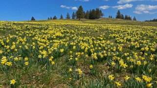 Jonquilles - Tête de Ran Rando 2021