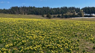 Jonquilles - Tête de Ran Rando 2021