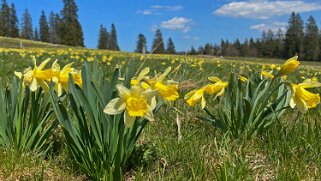 Jonquilles - La Baume Rando 2021