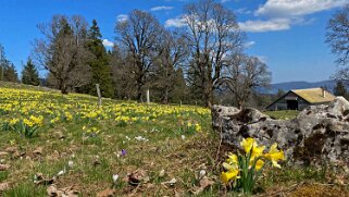 Jonquilles - La Baume Rando 2021