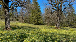 Jonquilles - La Baume Rando 2021