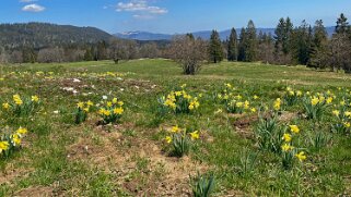 Jonquilles - La Grognerie Rando 2021