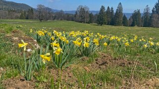 Jonquilles - La Grognerie Rando 2021