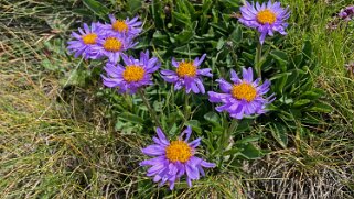 Aster des Alpes - Gornergrat Rando 2021