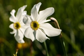 Narcisses - Haut-de-Caux Rando 2022