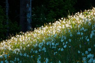 Narcisses - Haut-de-Caux Rando 2022