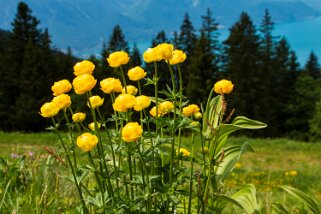 Haut-de-Caux - Col de Jaman Rando 2022