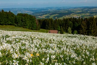 2022 Les Pléiades - Caux