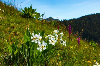 Narcisses - Les Pléiades - Haut-de-Caux Rando 2022