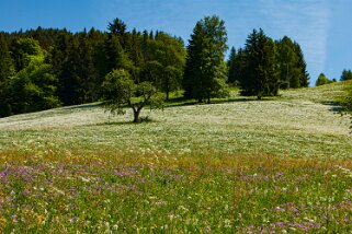 Narcisses - Nermont - Haut-de-Caux Rando 2022