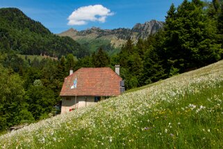 Narcisses - Nermont - Haut-de-Caux Rando 2022