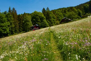 Narcisses - Nermont - Haut-de-Caux Rando 2022