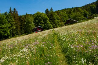 Narcisses - Nermont - Haut-de-Caux Rando 2022