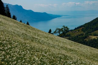 Narcisses - Nermont - Haut-de-Caux Rando 2022