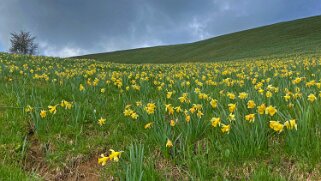 Jonquilles - Tête de Ran Rando 2022