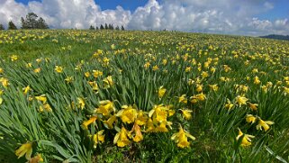 Jonquilles - Tête de Ran Rando 2022