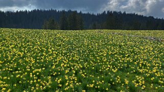 Jonquilles - Tête de Ran Rando 2022