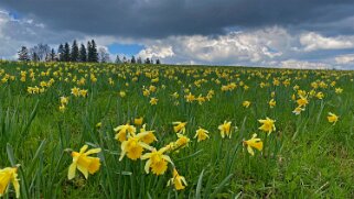 Jonquilles - Tête de Ran Rando 2022