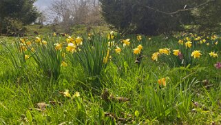 Jonquilles - Vue des Alpes Rando 2022