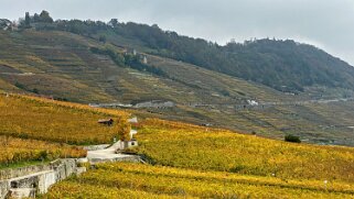 Vignoble du Lavaux - Riex Rando 2024