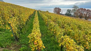 Vignoble du Lavaux - Riex Rando 2024
