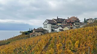 Vignoble du Lavaux - Epesses Rando 2024