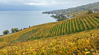 Vignoble du Lavaux - Epesses Rando 2024
