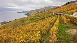 Vignoble du Lavaux - Epesses Rando 2024