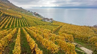 Vignoble du Lavaux - Epesses null