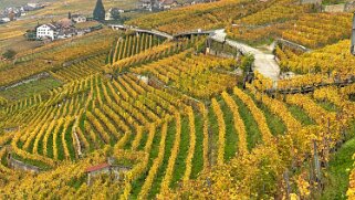 Vignoble du Lavaux - Epesses Rando 2024