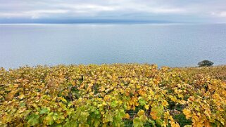 Vignoble du Lavaux - Rivaz Rando 2024