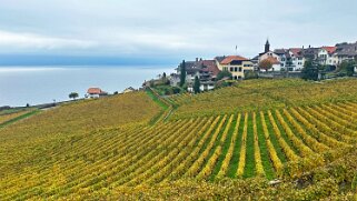 Vignoble du Lavaux - Rivaz Rando 2024