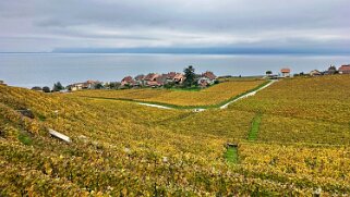 Vignoble du Lavaux - Rivaz Rando 2024