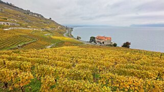Vignoble du Lavaux - Rivaz Rando 2024