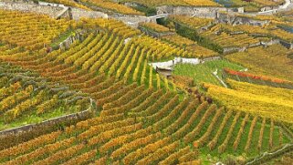 Vignoble du Lavaux - Rivaz Rando 2024